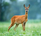 Brainstorm My First Telescope