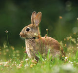 Brainstorm My First Telescope