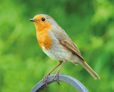 Brainstorm My First Telescope